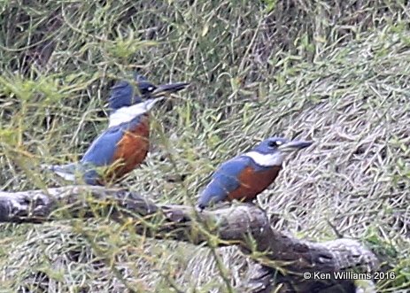 Ringed Kingfisher males, Edinburg Wetland, TX, 02_20_2016, Jpa_11056.jpg