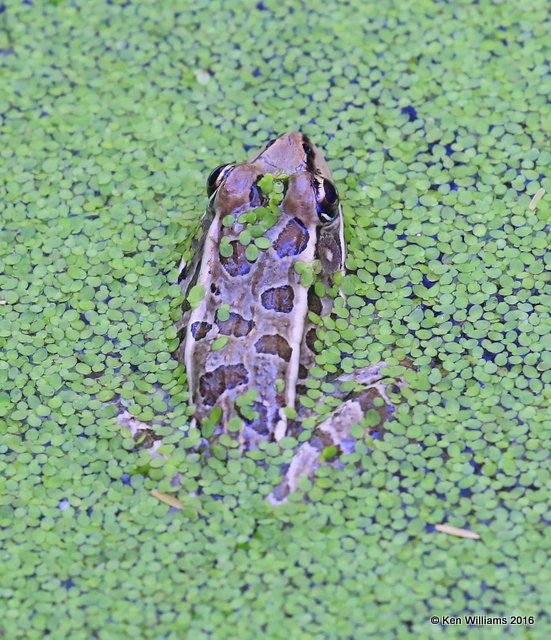 Rio Grande Leopard Frog, Laguna Atascosa NWR, TX, 02_15_2016, Jpa_08480.jpg