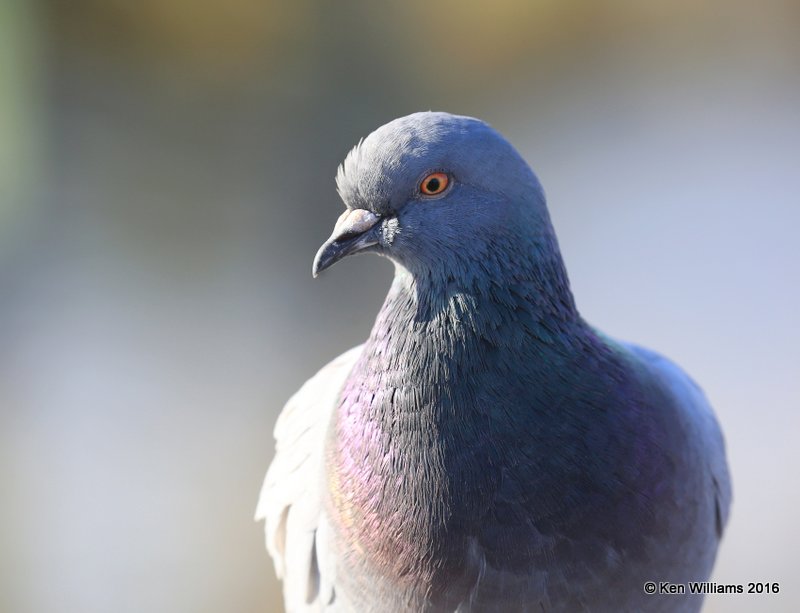 Rock Pigeon, S. Padre Island, TX, 2_14_2016_Jpa_06849.jpg