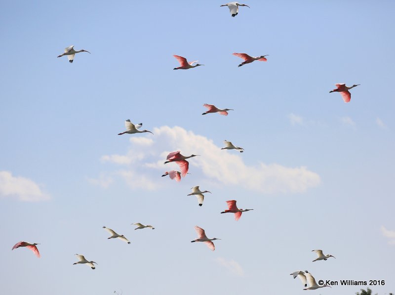 Roseate Spoonbills & White Ibis, Port Aransas, TX, 02_23_2016, Jpa_14087.jpg