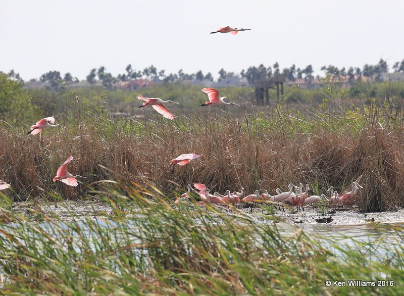 Roseate Spoonbills, Port Aransas, TX, 02_23_2016, Jpa_14089.jpg