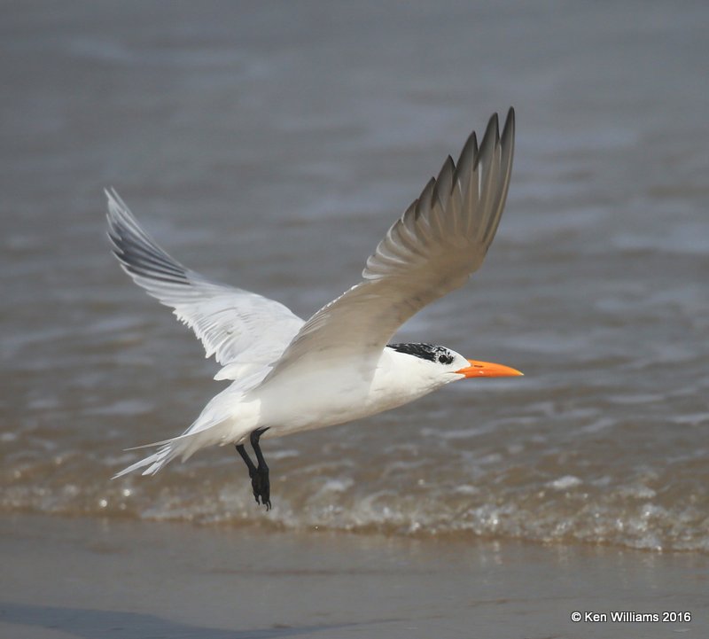 Royal Tern adult nonbreeding plumage, Boca Chica beach, TX, 02_16_2016, Jpa_09108.jpg