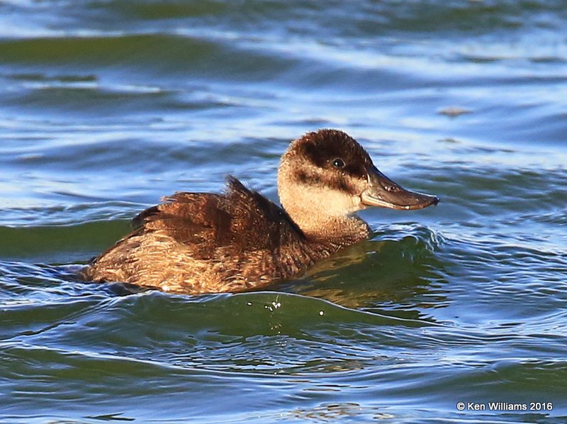 Ruddy Duck female, Port Aransas, TX, 02_24_2016, Jpa_14366.jpg