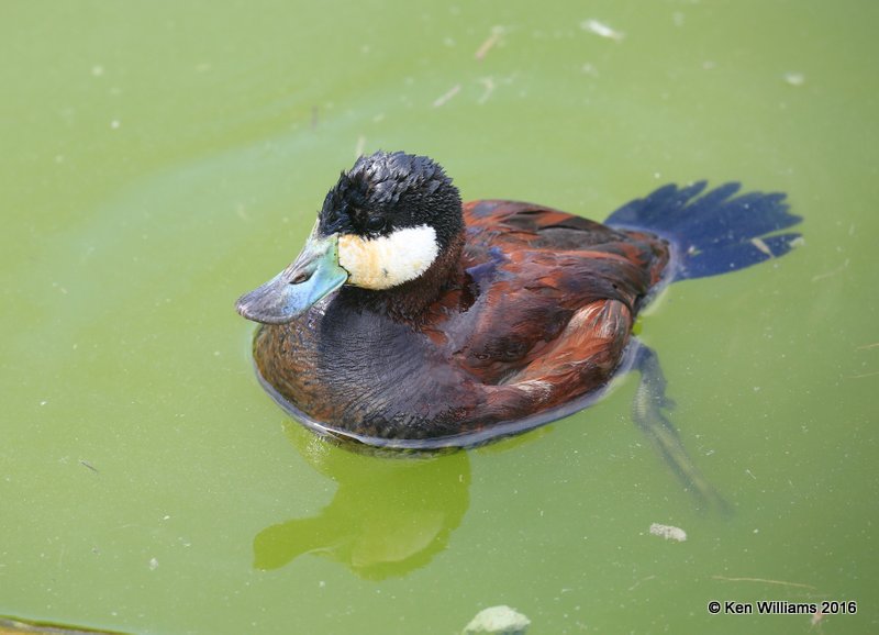 Ruddy Duck male, Port Aransas, TX, 02_22_2016, Jpa_12837.jpg