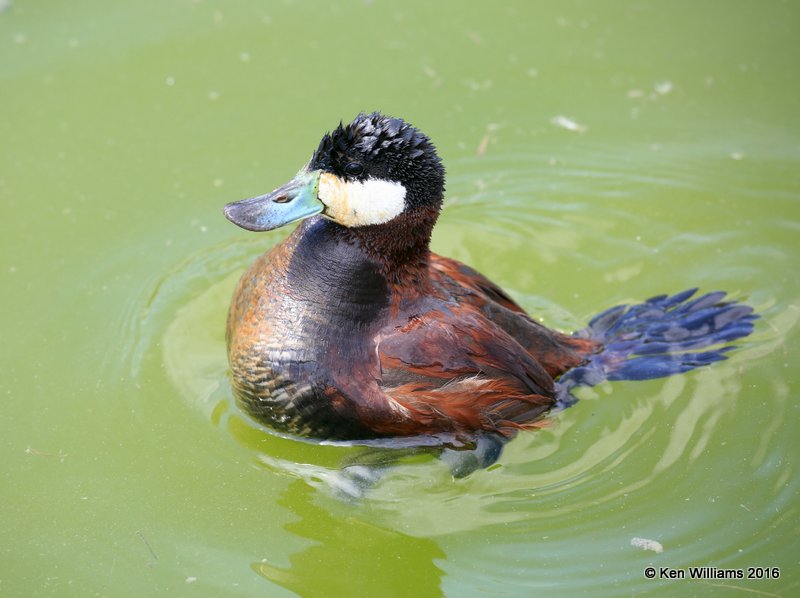 Ruddy Duck male, Port Aransas, TX, 02_22_2016, Jpa_12838.jpg