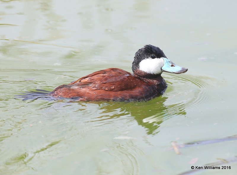 Ruddy Duck male, Port Aransas, TX, 02_22_2016, Jpa_12846.jpg