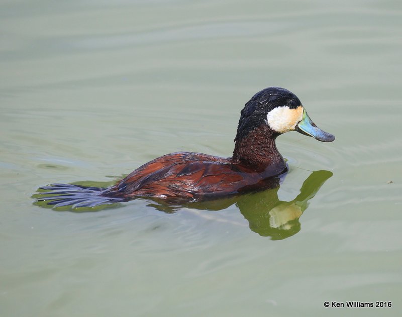 Ruddy Duck male, Port Aransas, TX, 02_22_2016, Jpa_12868.jpg
