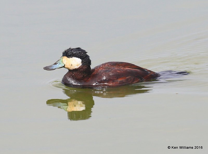Ruddy Duck male, Port Aransas, TX, 02_22_2016, Jpa_12916.jpg