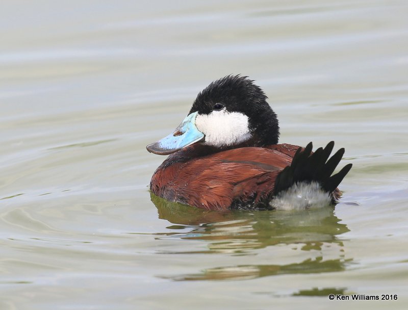 Ruddy Duck male, Port Aransas, TX, 02_22_2016, Jpa_12944.jpg