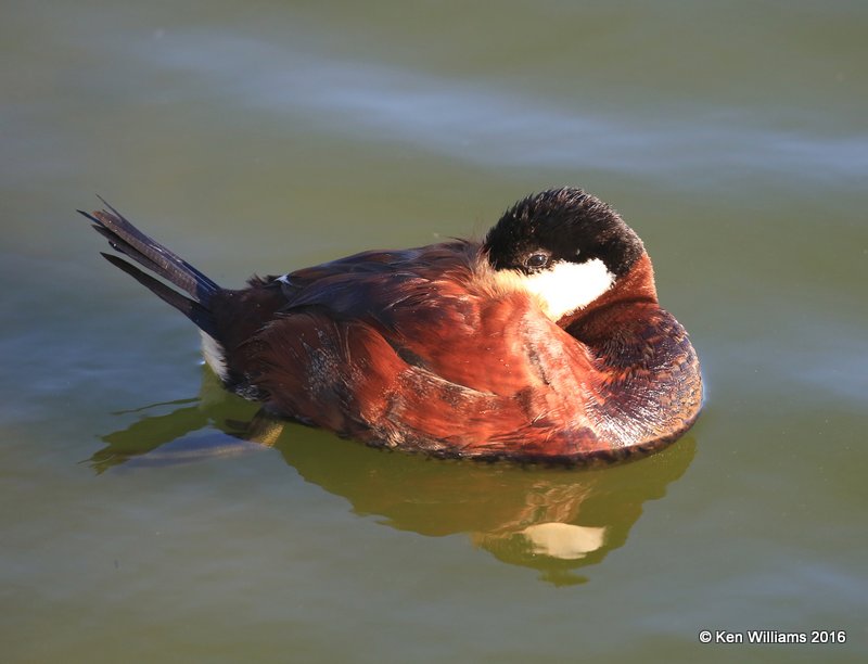 Ruddy Duck male, Port Aransas, TX, 02_24_2016, Jpa_14343.jpg