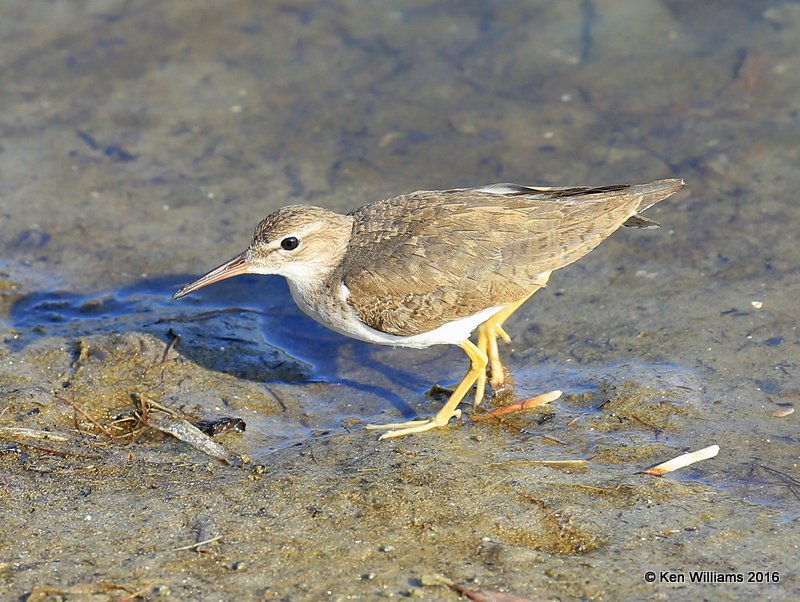 Spotted Sandpiper adult nonbreeding plumage, S. Padre Island, TX, 02_15_2016, Jpa_07988.jpg