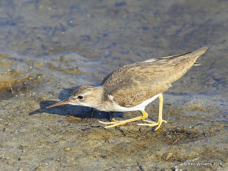 Spotted Sandpiper adult nonbreeding plumage, S. Padre Island, TX, 02_15_2016, Jpa_07994.jpg