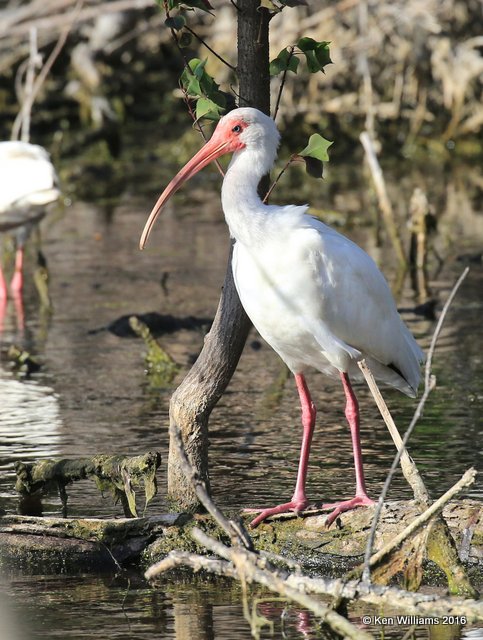 White Ibis, Port Aransas, TX, 02_23_2016, Jpa_14188.jpg