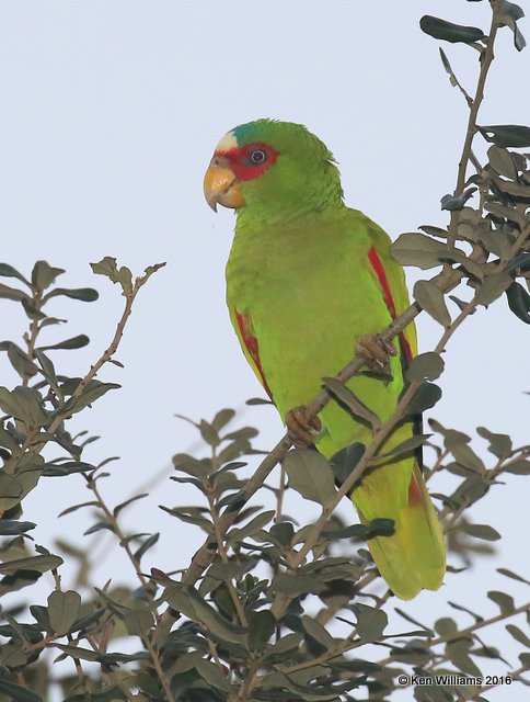 White-fronted Parrot, Brownsville, TX, 02_16_2016, Jpa_09257.jpg