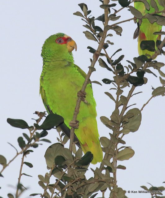 White-fronted Parrot, Brownsville, TX, 02_16_2016, Jpa_09261.jpg