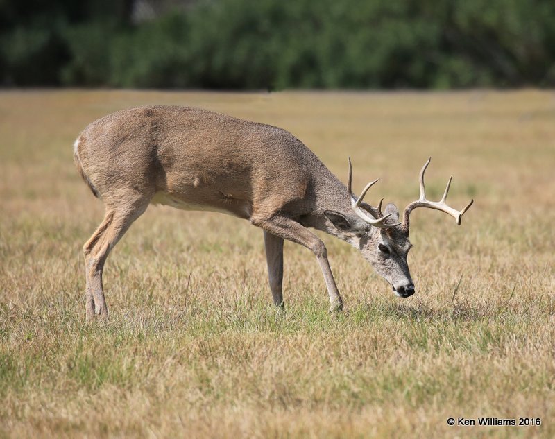 White-tailed Deer buck, Port Mansfield, TX, 02_14_2015_Jpa_06746.jpg