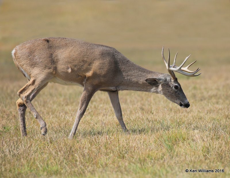 White-tailed Deer buck, Port Mansfield, TX, 02_14_2015_Jpa_06750.jpg