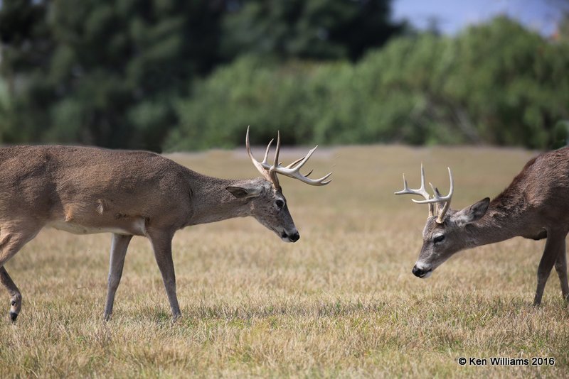 White-tailed Deer bucks, Port Mansfield, TX, 02_14_2015_Jpa_06753.jpg