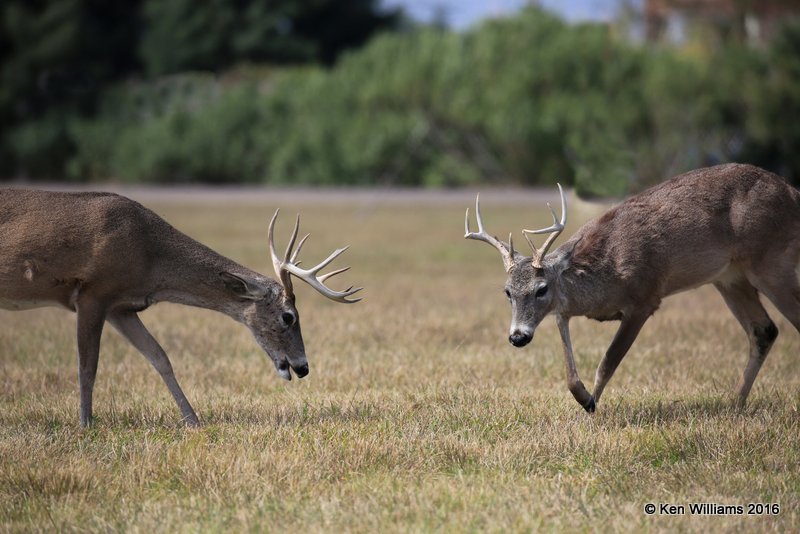 White-tailed Deer bucks, Port Mansfield, TX, 02_14_2015_Jpa_06756.jpg