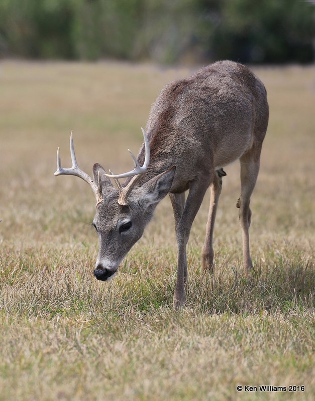 White-tailed Deer buck, Port Mansfield, TX, 02_14_2015_Jpa_06759.jpg
