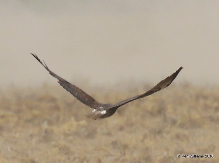 White-tailed Hawk immature, N. of Rio Grande City, TX, 02_21_2016, Jpa_12302.jpg