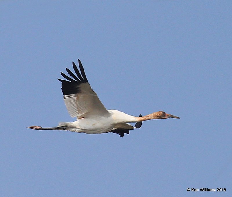 Whooping Crane juvenile, Aransas NWR, TX, 02_23_2016_Jpa_13592.jpg