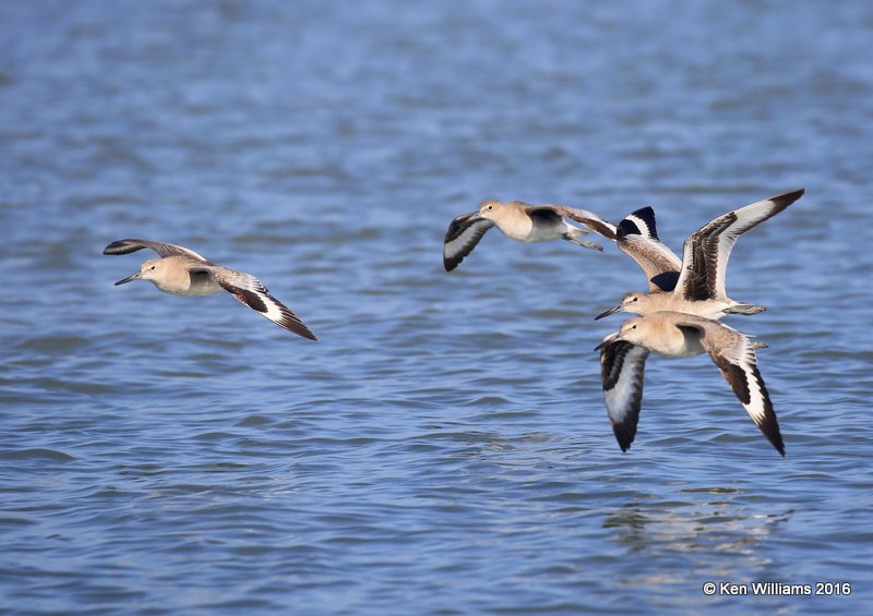 Willet Western nonbreeding, Port Isbella, TX, 02_16_2016, Jpa_08729.jpg