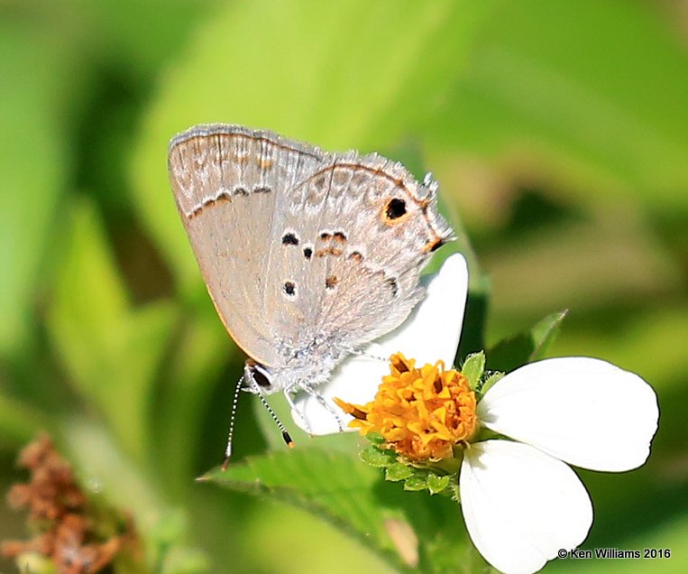 Mallow Scrub-Hairstreak - Strymon istapa, Frontera Nature Preserve, TX, 02_17_2016, Jpa_09603.jpg