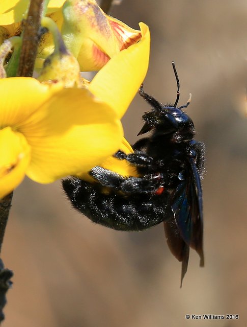 Valley Carpenter Bee,  Xylocopa varipuncta, S. Padre Island TX 02_15_2016 Jpa_08300.jpg
