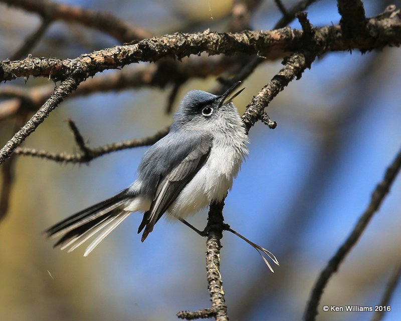 Blue-gray Gnatcatcher. Atoka Co, OK, 4-8-16,Jpa_49534.jpg