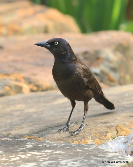 Common Grackle female, Rogers Co yard, OK, 4-8-16, Jpa_49569.jpg