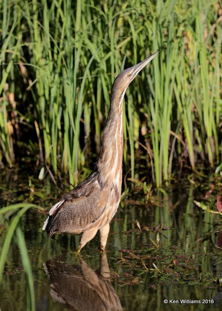 American Bittern, Sequoyah NWR, OK, 4-12-16, Jpa_49622.jpg