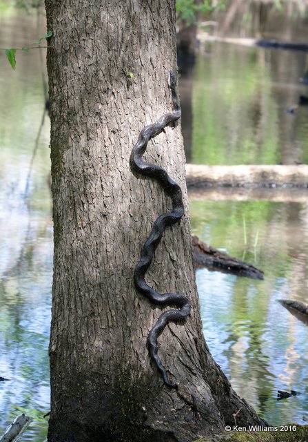 Black Rat Snake, Sequoyah NWR, OK, 4-12-16, Jpa_49671.jpg