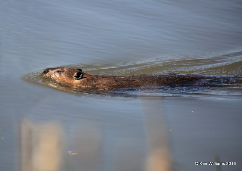 Beaver, Mohawk Park, Tulsa Co, OK, 4-4-16 Jpa_49175.jpg