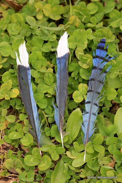 Blue Jay feathers, Nowata Co, OK, 3-29-16, Jpa_48834.jpg