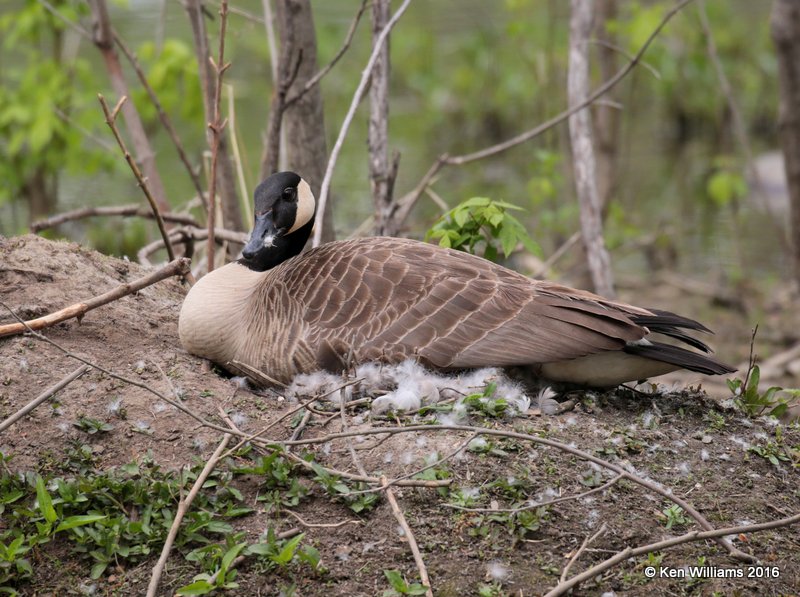 Canada Geese - Common on nest, Mohawk Park, Tulsa Co, OK, 4-9-16 Jpa_49610.jpg
