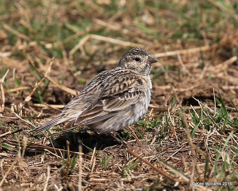 Chestnut-collared Longspur nonbreeding, Pawnee Co, OK, 3-25-16, Jpa_48770.jpg