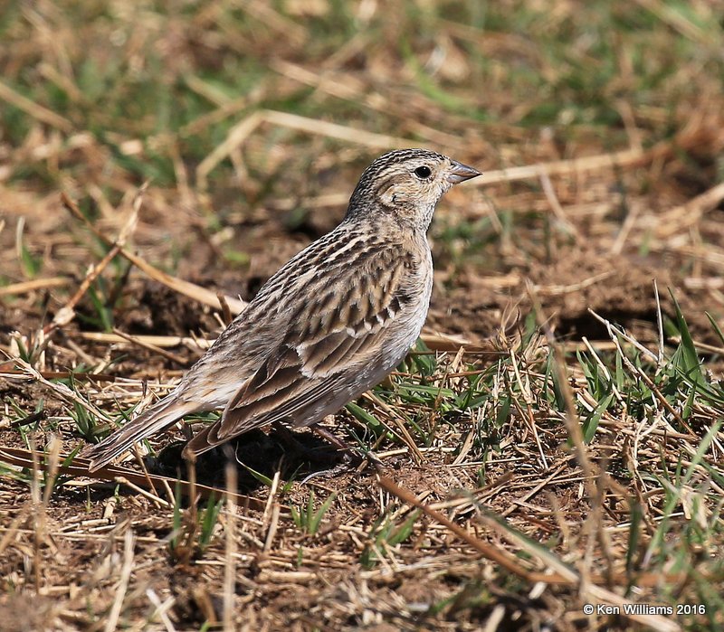 Chestnut-collared Longspur nonbreeding, Pawnee Co, OK, 3-25-16, Jpa_48777.jpg