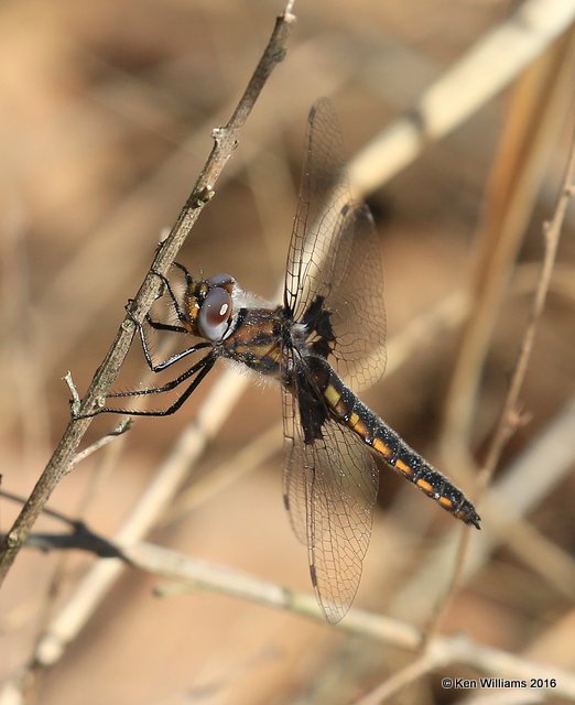 Common Baskettail, Sequoyah SP, Cherokee Co, OK, 4-3-16, Jpa_48938.jpg