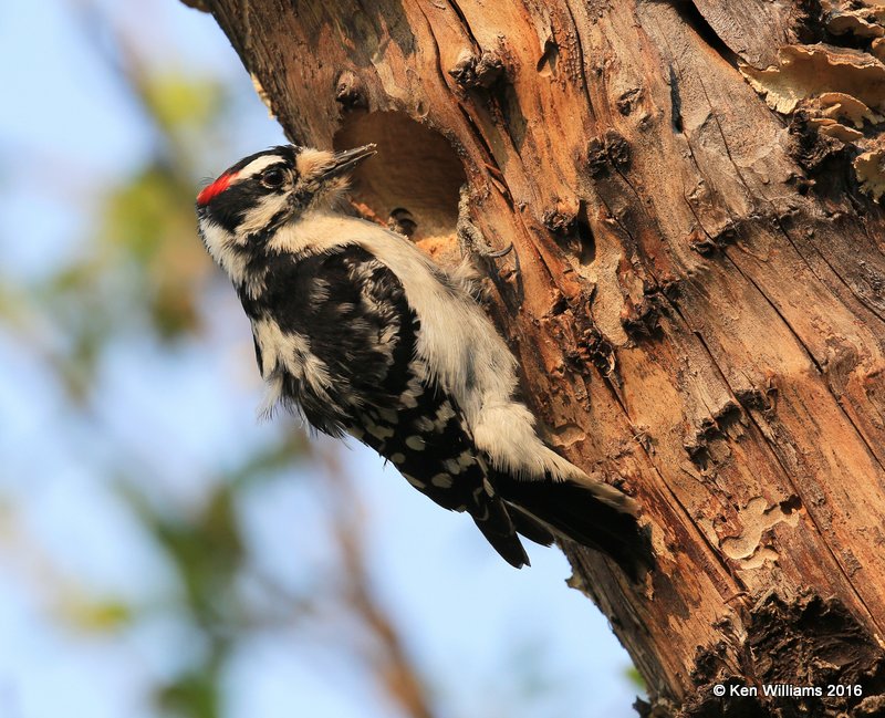 Downy Woodpecker male, Rogers Co yard, OK, 4-2-16, Jpa_48923.jpg