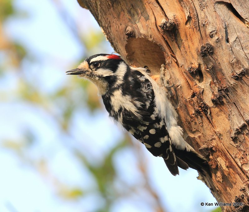 Downy Woodpecker male, Rogers Co yard, OK, 4-2-16, Jpa_48929.jpg