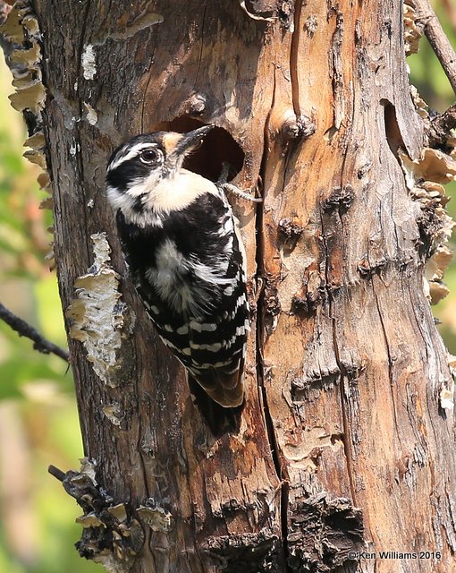 Downy Woodpecker female, Rogers Co yard, OK, 4-2-16, Jpa_48872.jpg