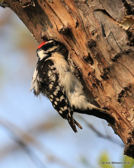 Downy Woodpecker male, Rogers Co yard, OK, 4-2-16, Jpa_48909.jpg
