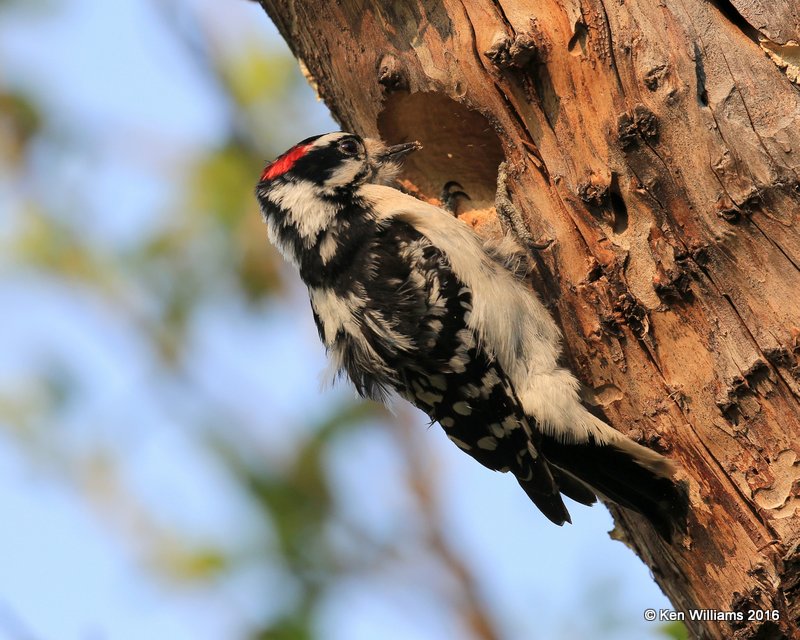 Downy Woodpecker male, Rogers Co yard, OK, 4-2-16, Jpa_48922.jpg