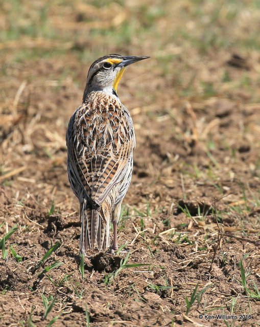 Eastern Meadowlark, Pawnee Co, OK, 3-25-16, Jpa_48781.jpg