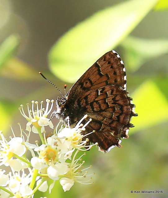 Eastern Pine Elfin, Sequoyah SP, Cherokee Co, OK, 4-3-16, Jpa_48948.jpg