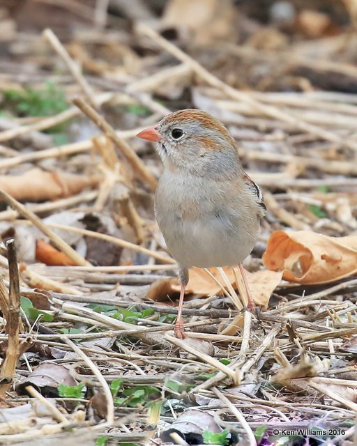 Field Sparrow, Rogers Co yard, OK, 3-6-16, Jpa_47775.jpg