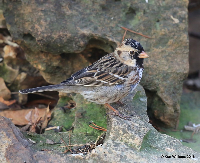 Harris's Sparrow nonbreeding plumage, Rogers Co yard, OK, 3-11-16, Jpa_47893.jpg