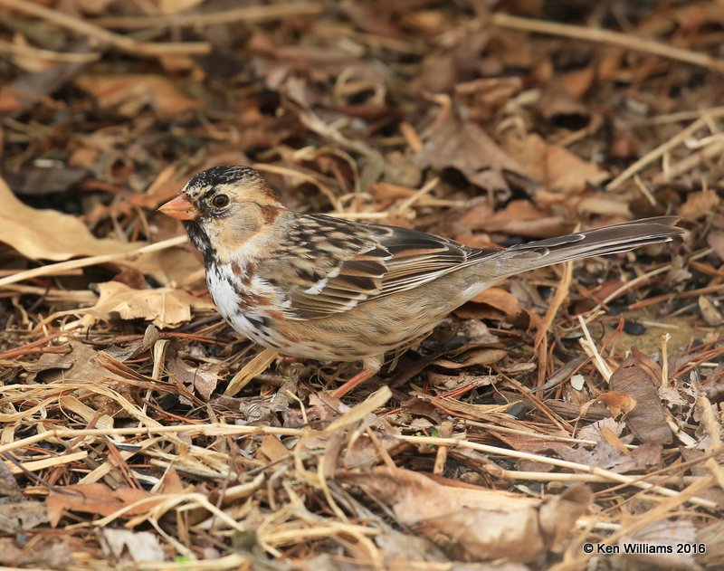 Harris's Sparrow nonbreeding plumage, Rogers Co yard, OK, 3-11-16, Jpaa_47900.jpg
