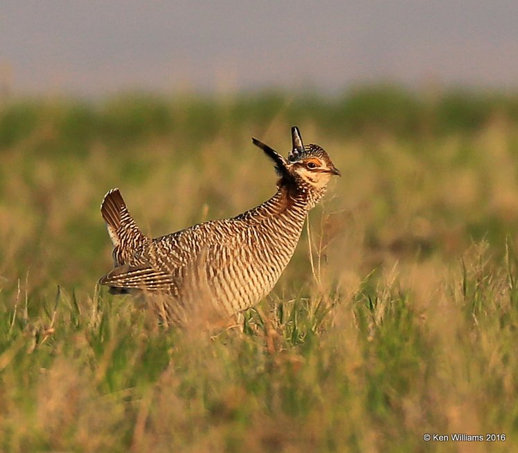 Lesser Prairie Chicken, Ellis Co, OK, 3-25-16, Jpa_48256.jpg